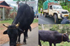 Kadaba: Case filed over illegal cattle transportation after pickup overturns